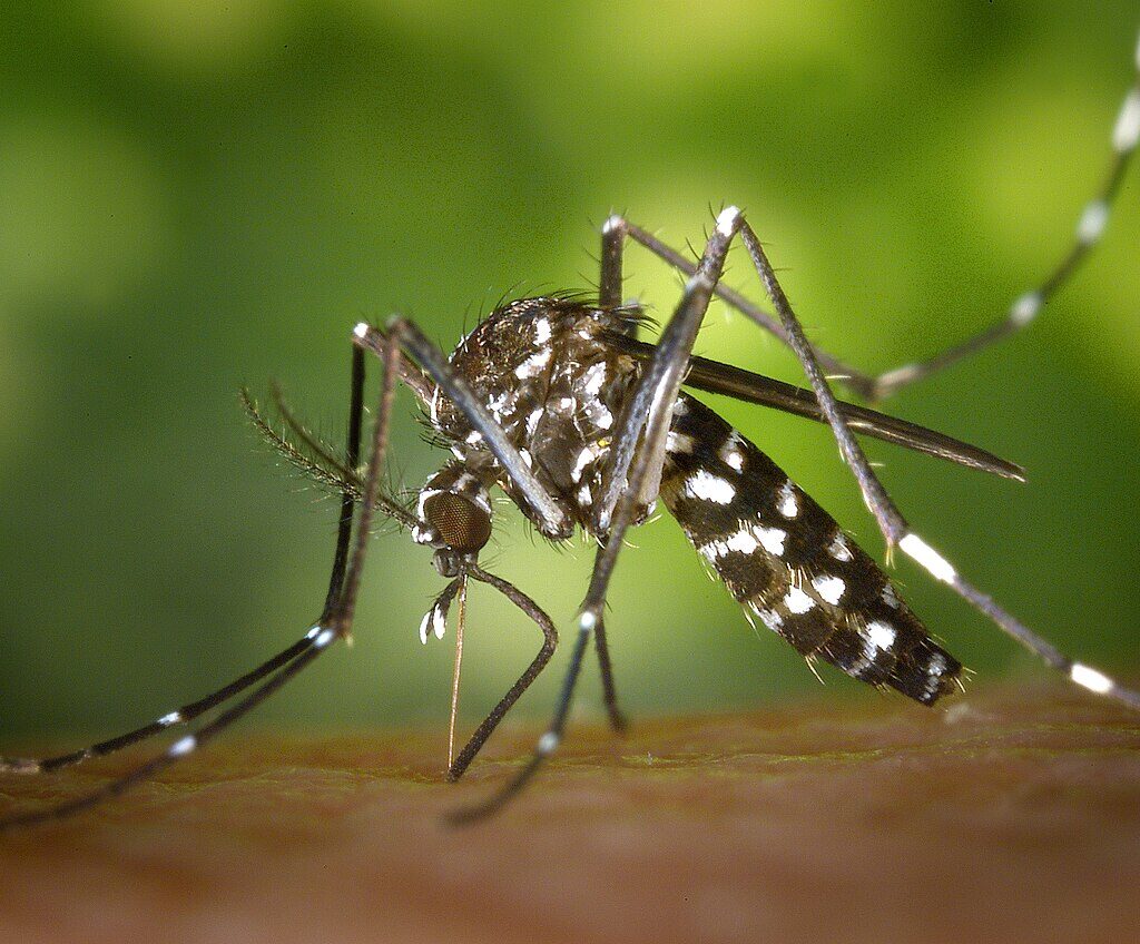 Muỗi Aedes albopictus