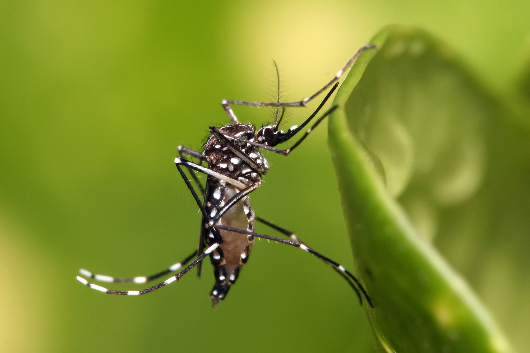 Muỗi Aedes Aegypti ngoài tự nhiên - Nguồn Muhammad Mahdi Karim - Wikipedia