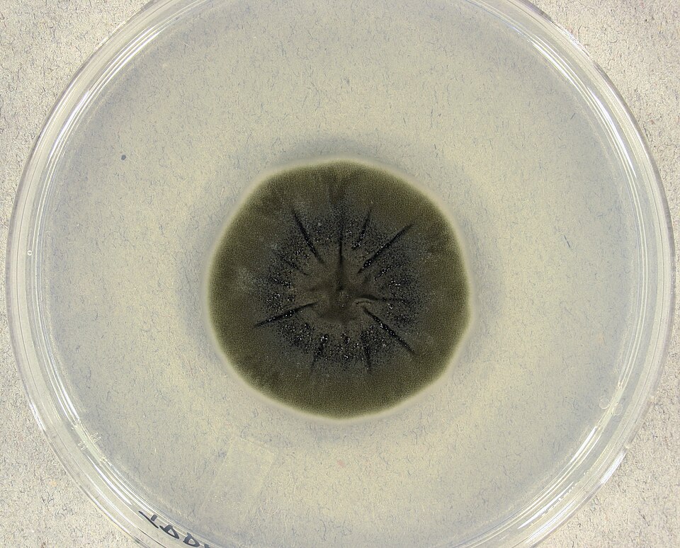 Cladosporium là gì?