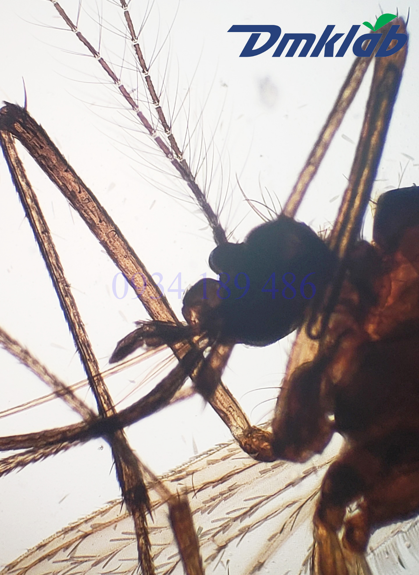 Muỗi Aedes Aegypti 39362 2