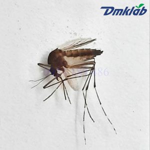 Muỗi Aedes Aegypti 39362 3