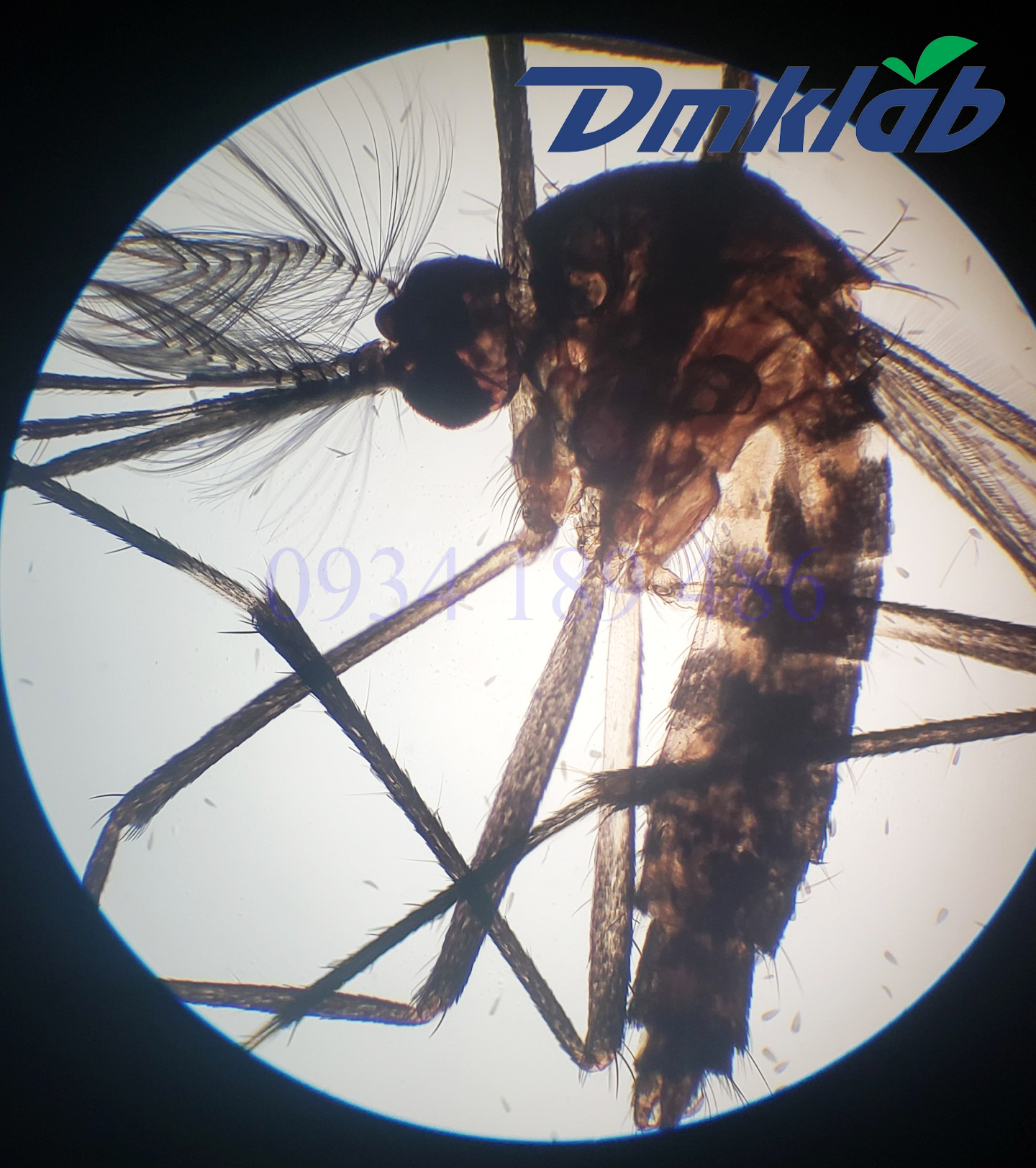 Muỗi Aedes Albopictus 39363 1