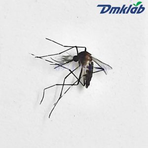 Muỗi Aedes Albopictus 39363 3