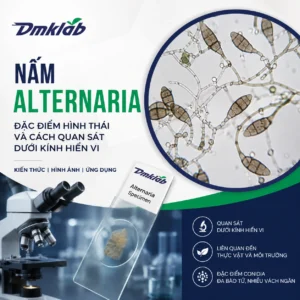 Nấm Alternaria là gì? Đặc điểm và hình thái dưới kính hiển vi | DMKLAB